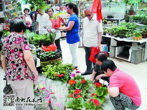 盆栽花卉市場