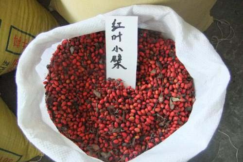 紅葉小檗種植