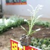 銀葉菊種植  銷售銀葉菊