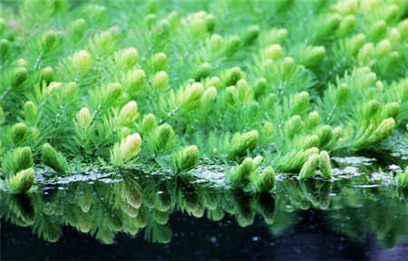 金魚藻圖片
