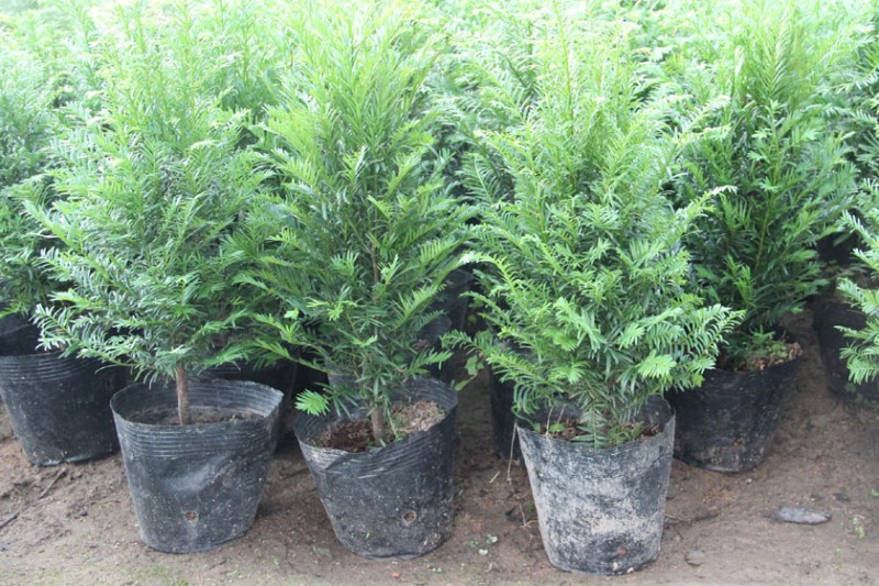 紅豆杉的養殖方法